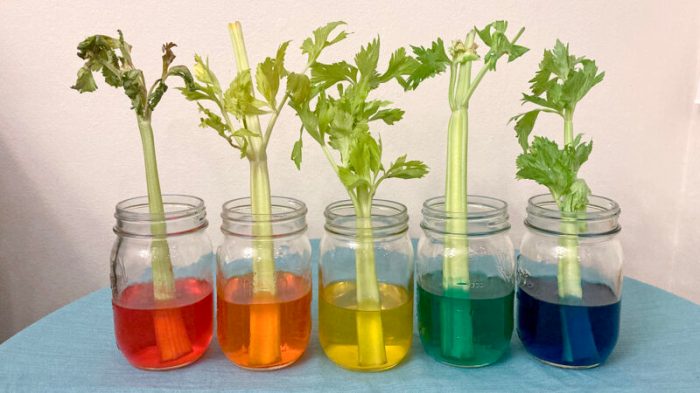 Food coloring and celery experiment