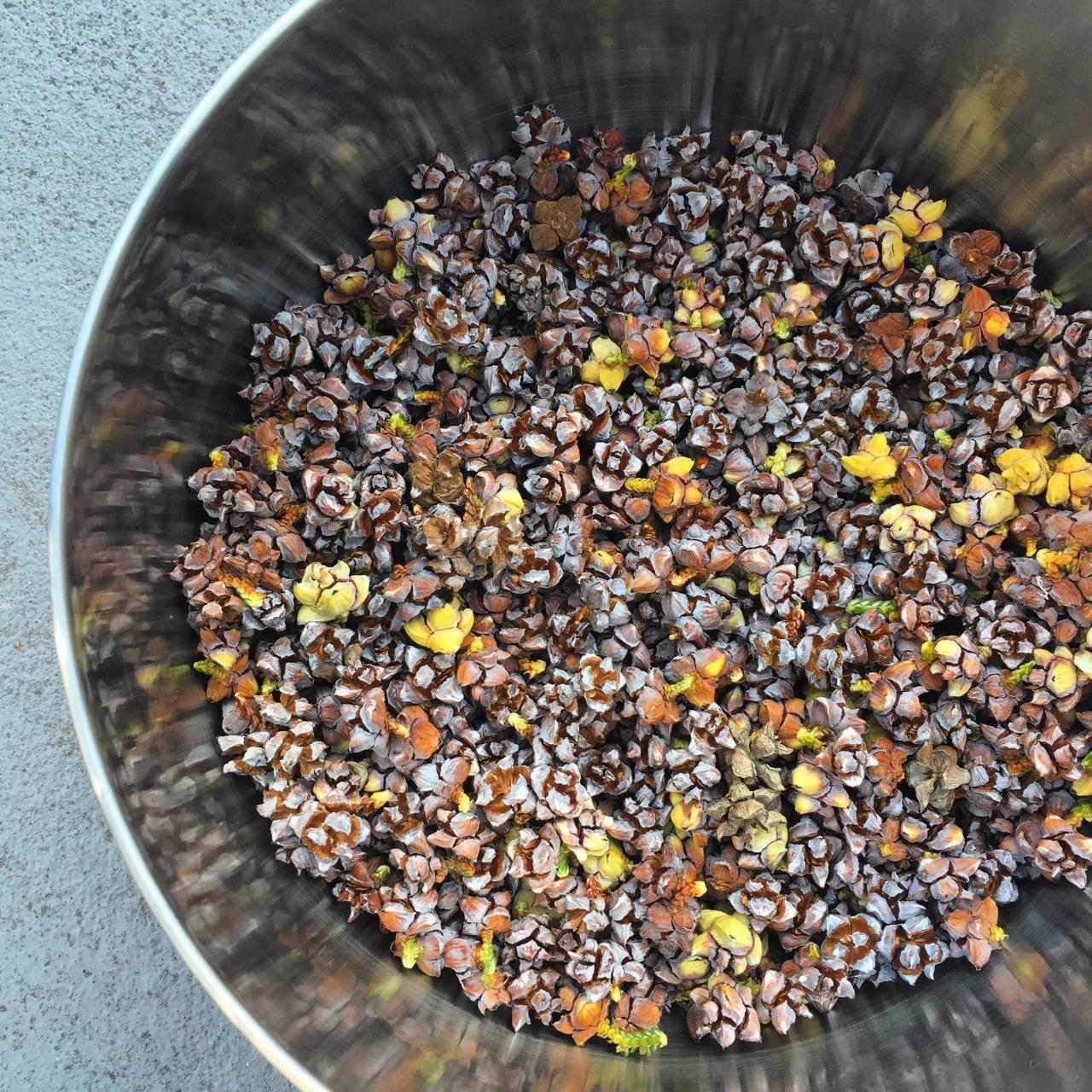 Dyeing pine cones with food coloring