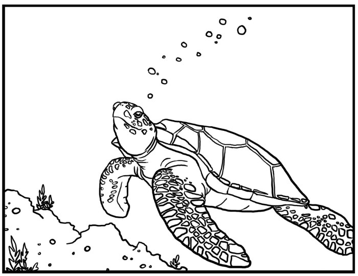 Sea turtle coloring page