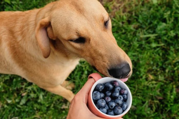 Can dogs have blue food coloring